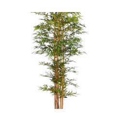 Bambú  arbol 170 cm.