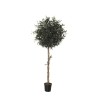 Arbol Olivo outdoor 150cm